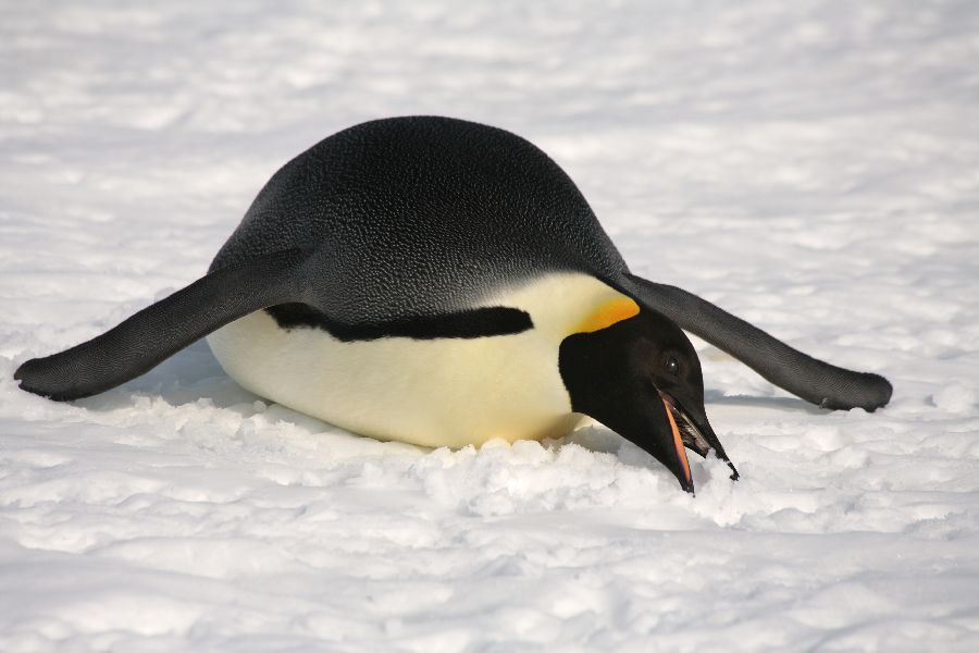 Animal Unique: Emperor Penguin