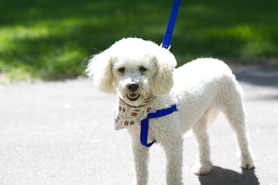 Dogs 26 >Mandy {Bichon Cross}   ADOPTED