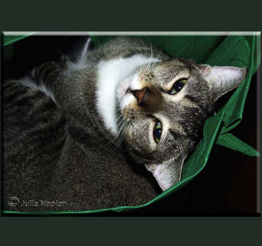 Zula - Cat in the Bag