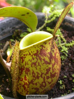 Carnivorous plants