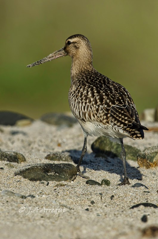 Aguja colipinta, Limosa lapponica, Bar-tailed Godwit Aguja colipinta, Limosa lapponica, Bar-tailed Godwit