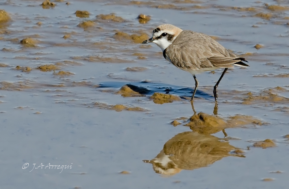 Chorlitejo patinegro, Charadrius alexandrinus, Kentish plover Chorlitejo patinegro, Charadrius alexandrinus, Kentish plover