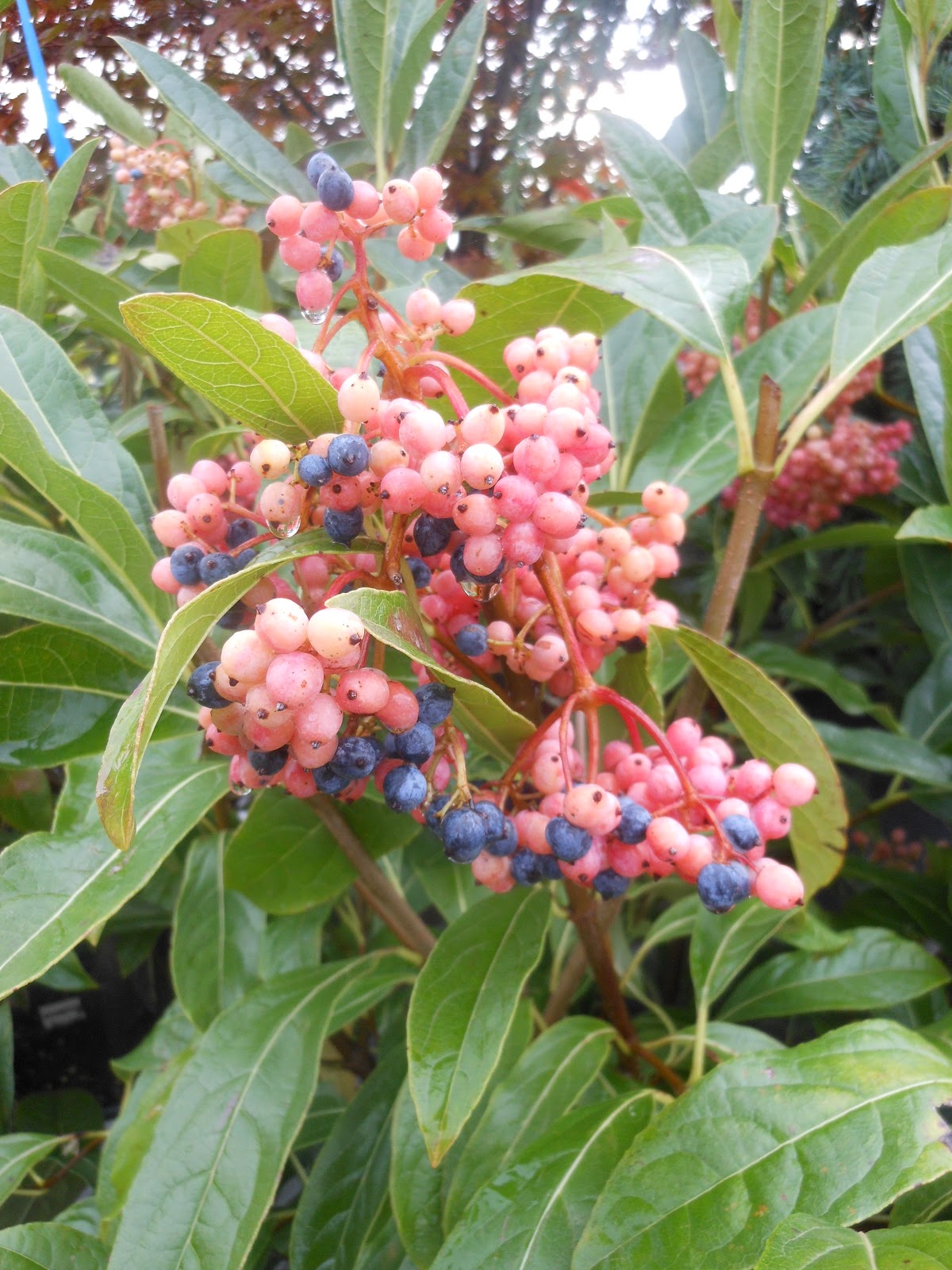 Damn Good plants, Berrying Viburnums Part 1
