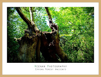 An example of a Classic Print design with frame, from Heenan Photography