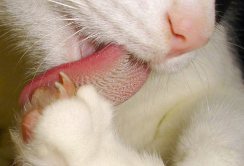 Why Is My Cat S Nose Wet Why Is My Cat S Nose Wet