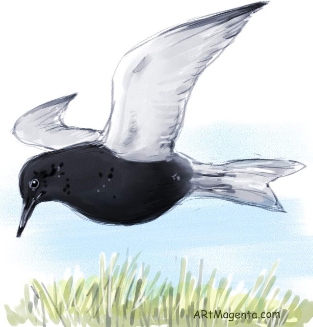 Black Tern Black tern is a bird drawing by digital artist and illustrator Artmagenta