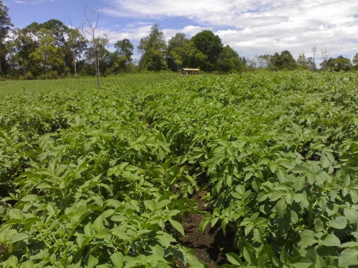 Budidaya Tanaman Kentang Koperasi Tani Tuwed