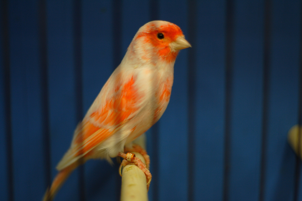 Bird Photos and Information