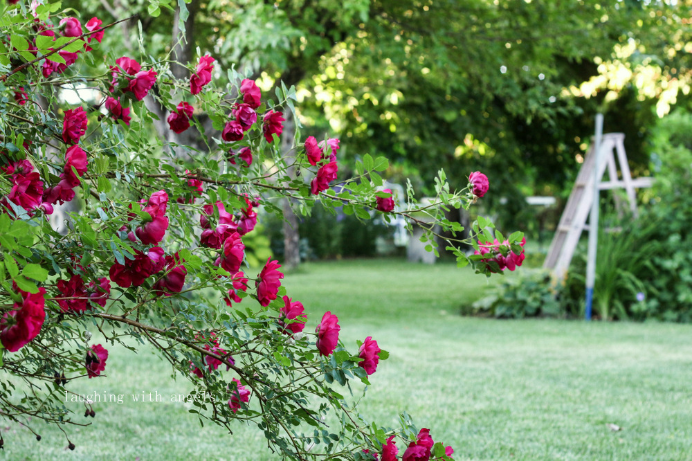 Grace Gardens early summer garden 2015