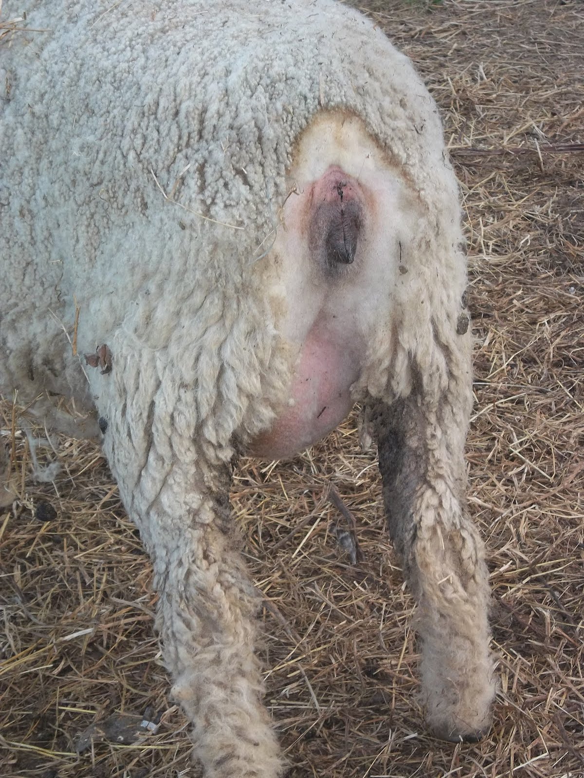 Sheep Vulva