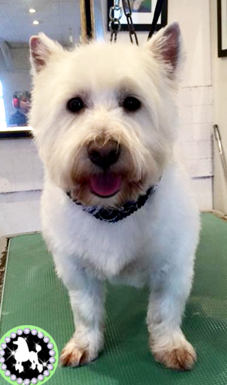 Dog Grooming Services In Tamworth Two Westie Haircuts Two Different Styles By Christina At Mutleys