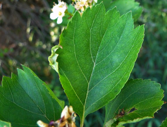 Firebert The Healing Power Of Hawthorn Berries 2
