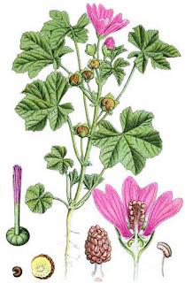 Garganistan Gargano Malva sylvestris