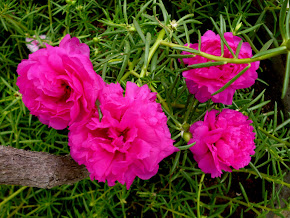 Portulaca/Onze horas (Orig.América do Sul)