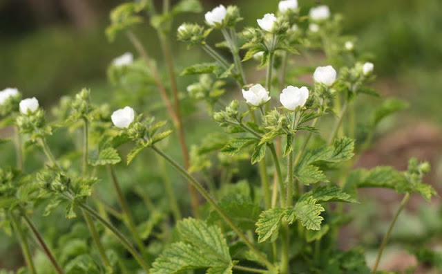 Potentilla Rupestris