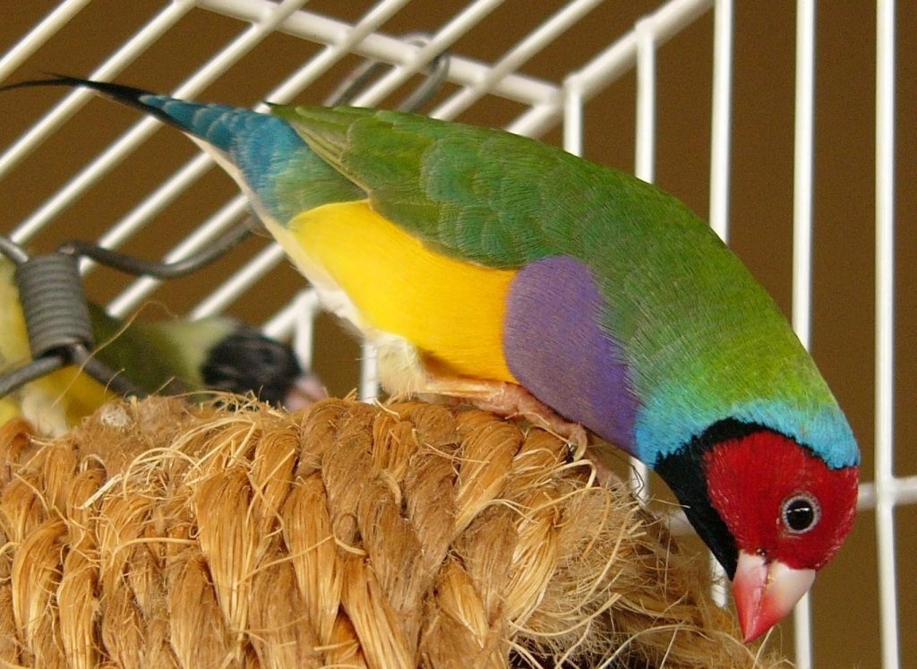 اجمل صور طيور الزينه الجولديان فنش على منتدى سهر الليالي Gouldian_+bird-house11+%252819%2529