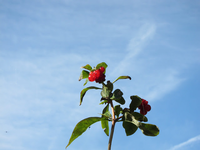 Honeysuckle Berries Against a Blue Sky