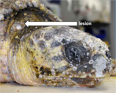 beats by dr dre online for cheap beats by dr dre online for cheap