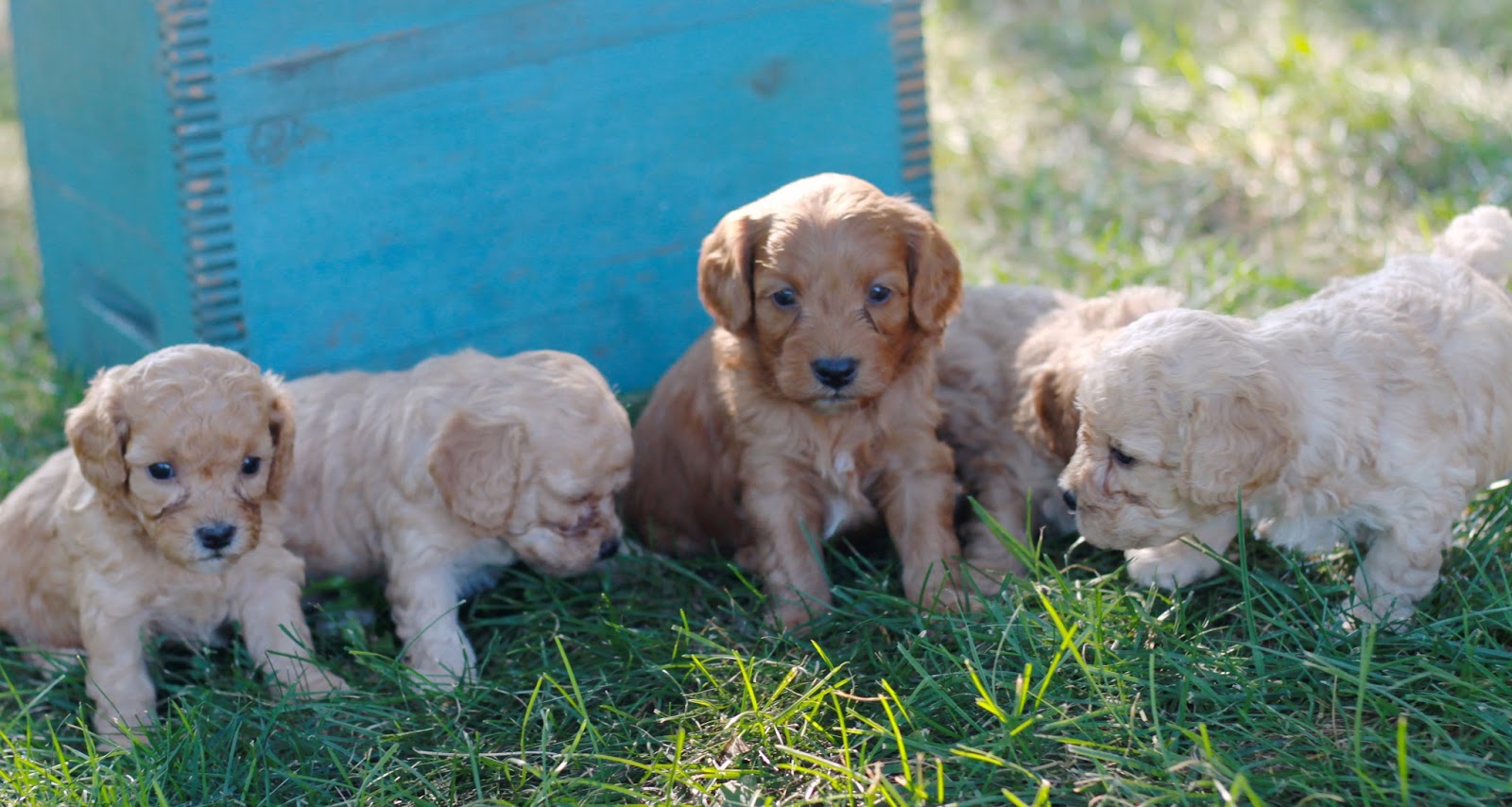 4 week old cockapoo