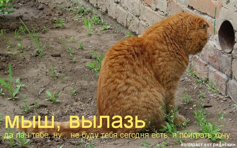 Котоматрица: мыш вылазь; да лан тебе, ну... не буду тебя сегодня есть, я поиграть хочу