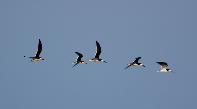 Black Skimmer - Plumb Beach, New York