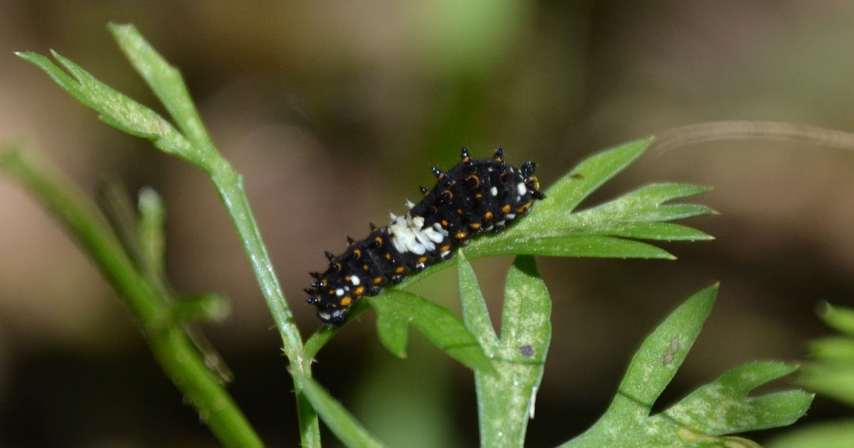 Woods Walks and Wildlife Black Swallowtail Caterpillars and Carrots