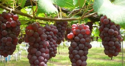 Blog Akahelmy: Manfaat Buah-Buahan dan Sayur-Sayuran Bagi ...