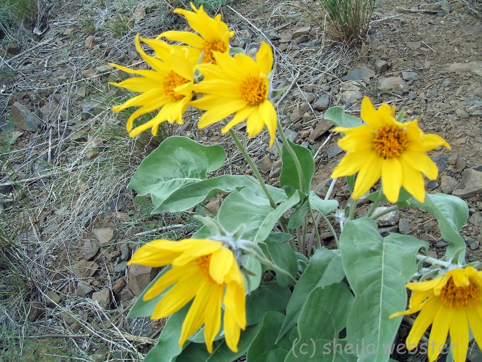 welovekamloops Springtime Spring Blossoms Kamloops, BC