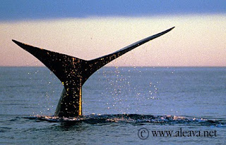 Whale watching, a fact of life in Puerto Piramides