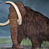 Hallados restos de mamut en buen estado de conservación 