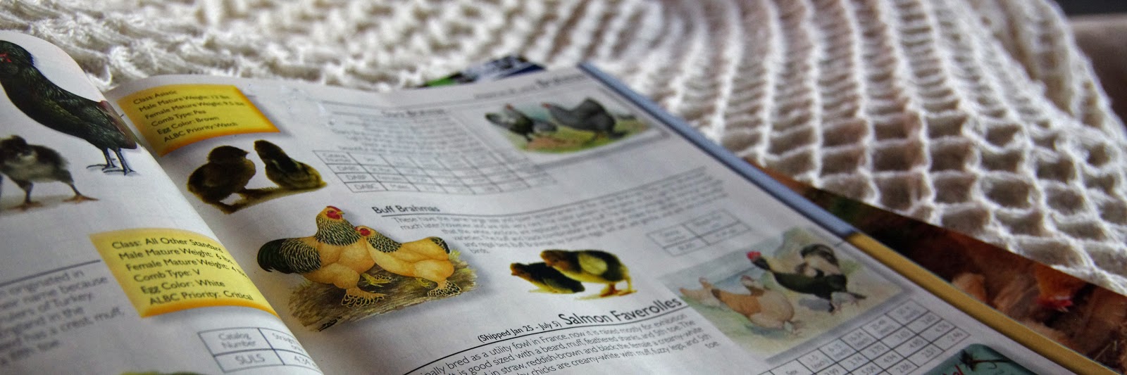 Layer Fancy: Rumpless Ear Tufts: According to the latest theory I've seen, the breed was developed in Chile from a cross between the Collonca and the Queteros, two of several different blue egg-laying chicken breeds and introduced to North American in
