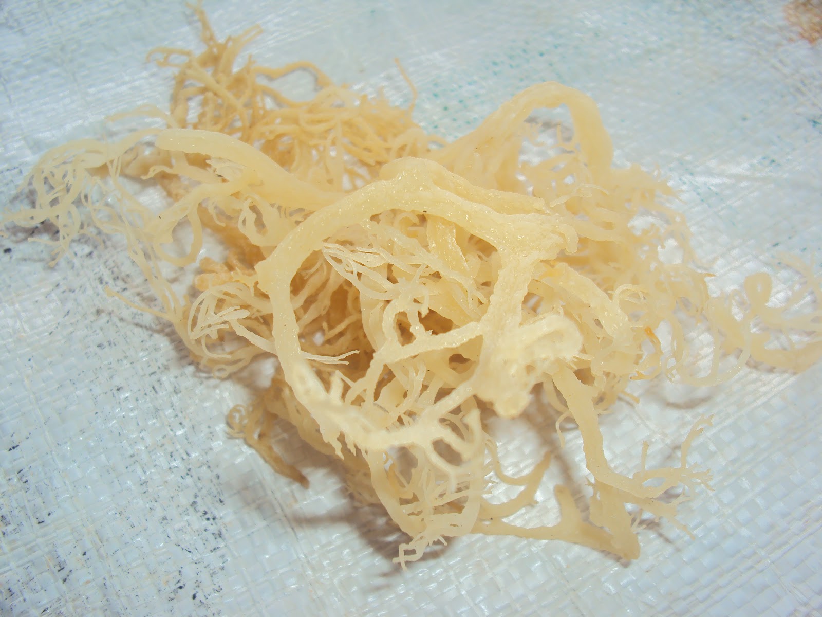 RUMPAI LAUT: Gambar & Jenis Rumpai Laut