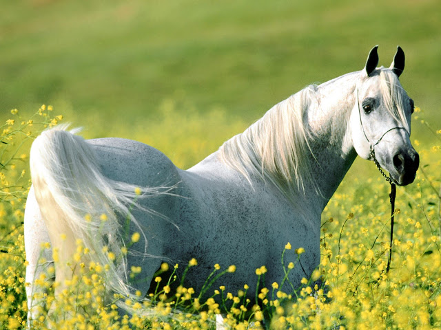 horses desktop wallpaper,horses wallpaper,horses picture