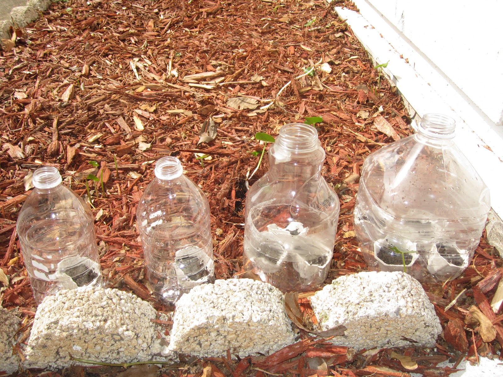 DIY Life DIY Mini Greenhouse Grow your own veggies!