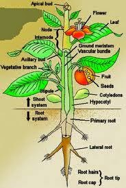 tumbuhan HORMON TUMBUHAN