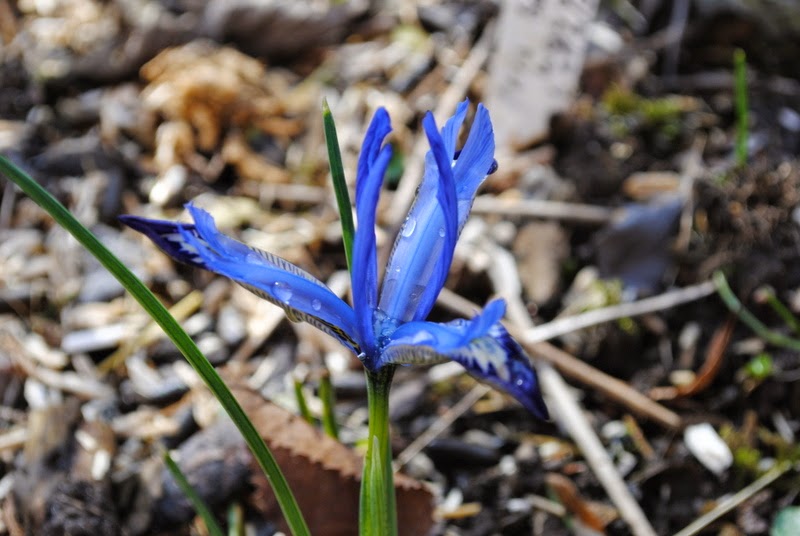 [Bild: Iris%2Breticulata_20150301.JPG]
