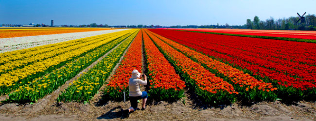 Eventos e Cultura: Holanda abre seus campos de flores para turistas