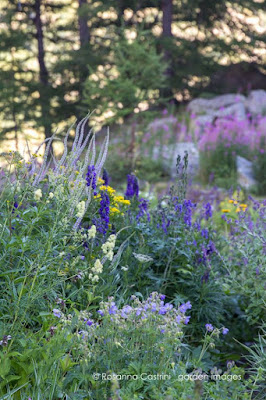 Grand Chamen. Jardín alpino de Giuseppina Marguerettaz en Aosta, Italia (Rosanna Castrini)