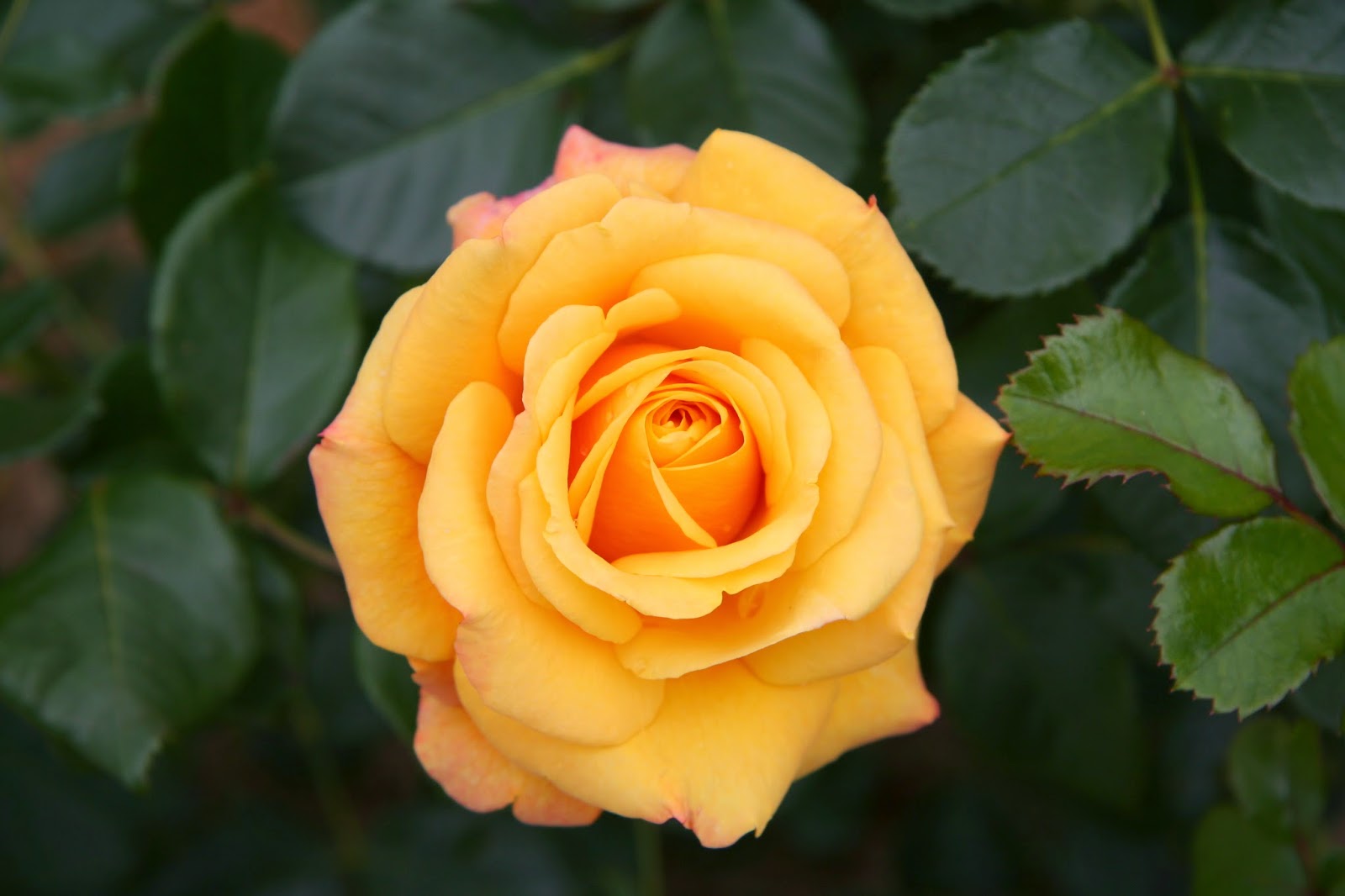 Rose Rose