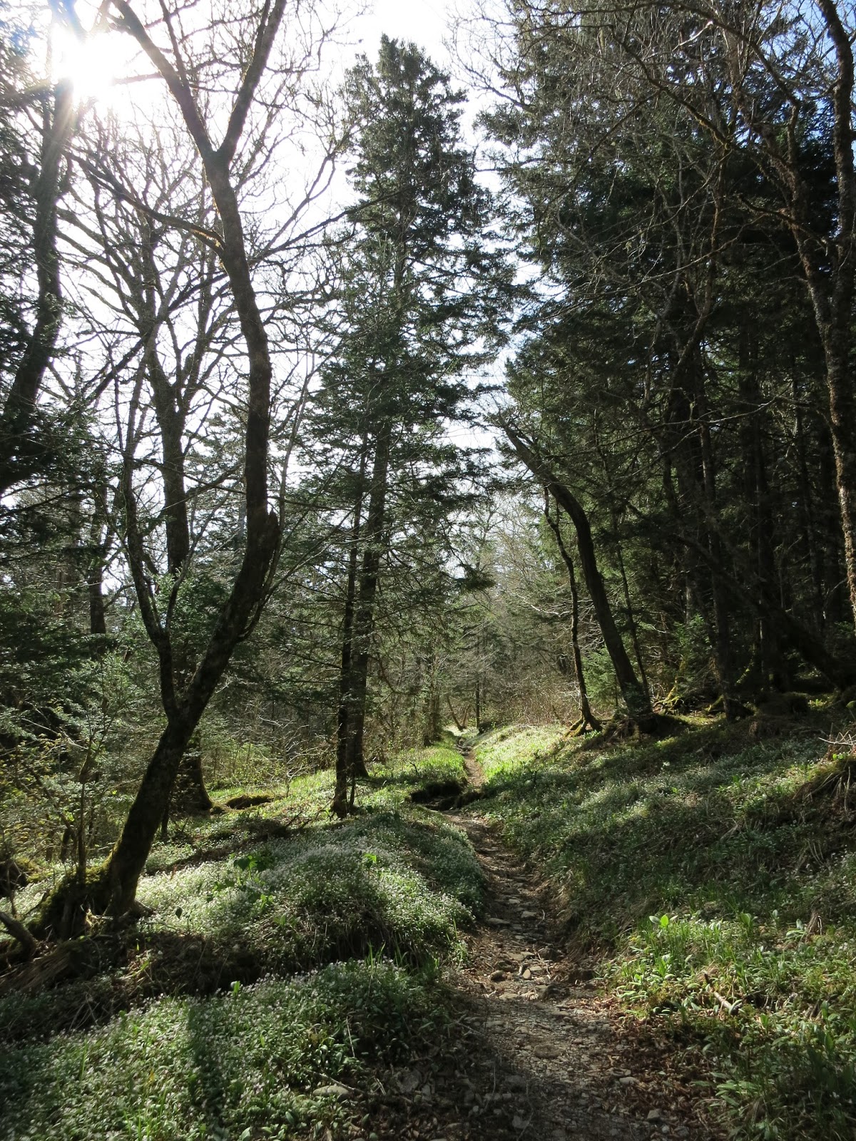 Come Along With Chong: Snake Den Ridge - Appalachian Trail - Low Gap Loop