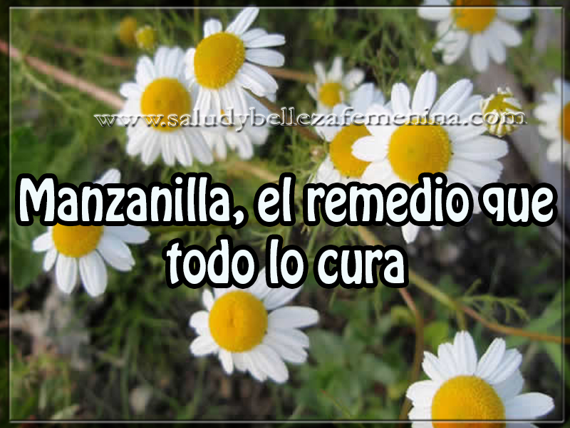 Manzanilla, el remedio que todo lo cura Salud y bienestar , manzanilla, el remedio que todo lo cura