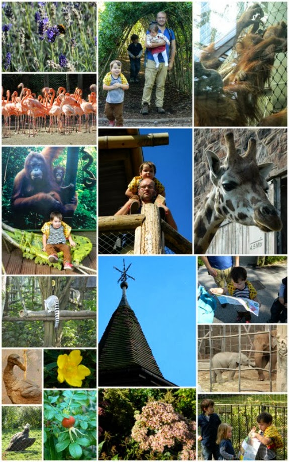 zoo island tomas rivera translation zoo island tomas rivera translation