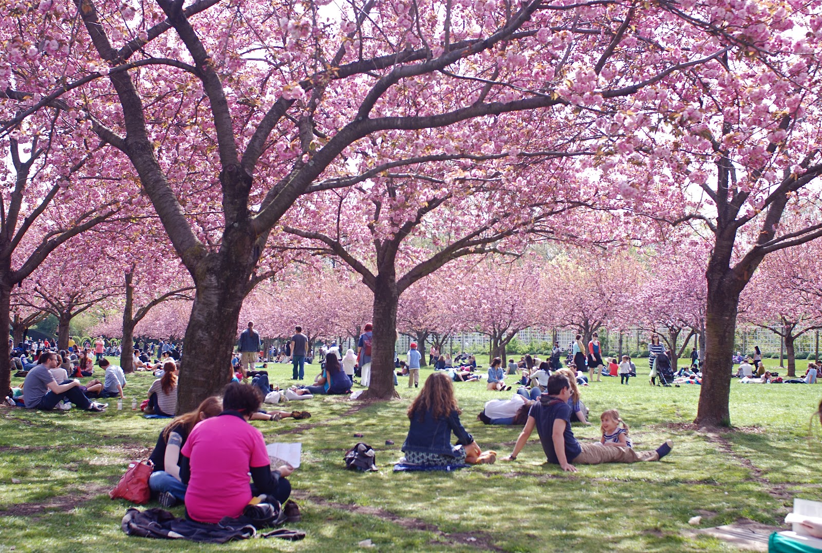 Nyc Nyc Cherry Blossom Season At Brooklyn Botanic Garden