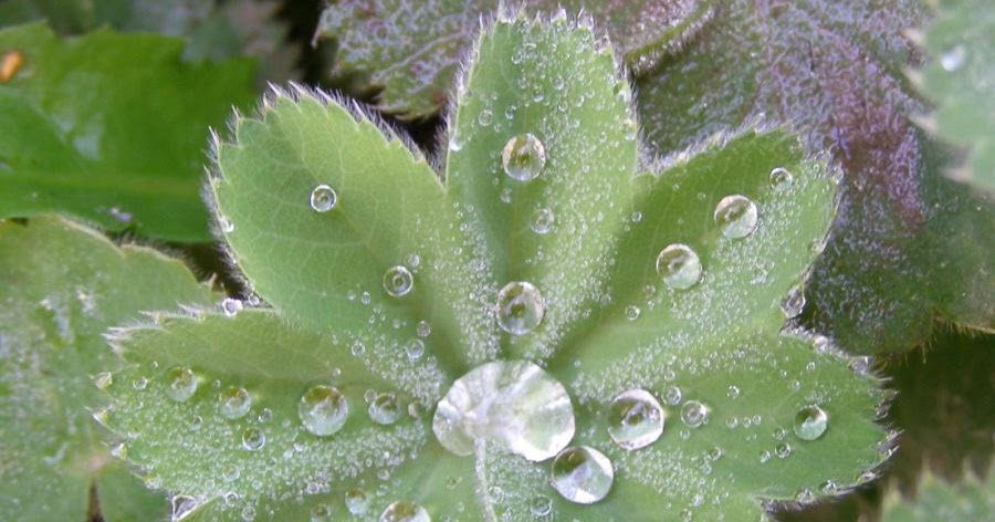 Gutshof Carolinenthal Junge IGEL