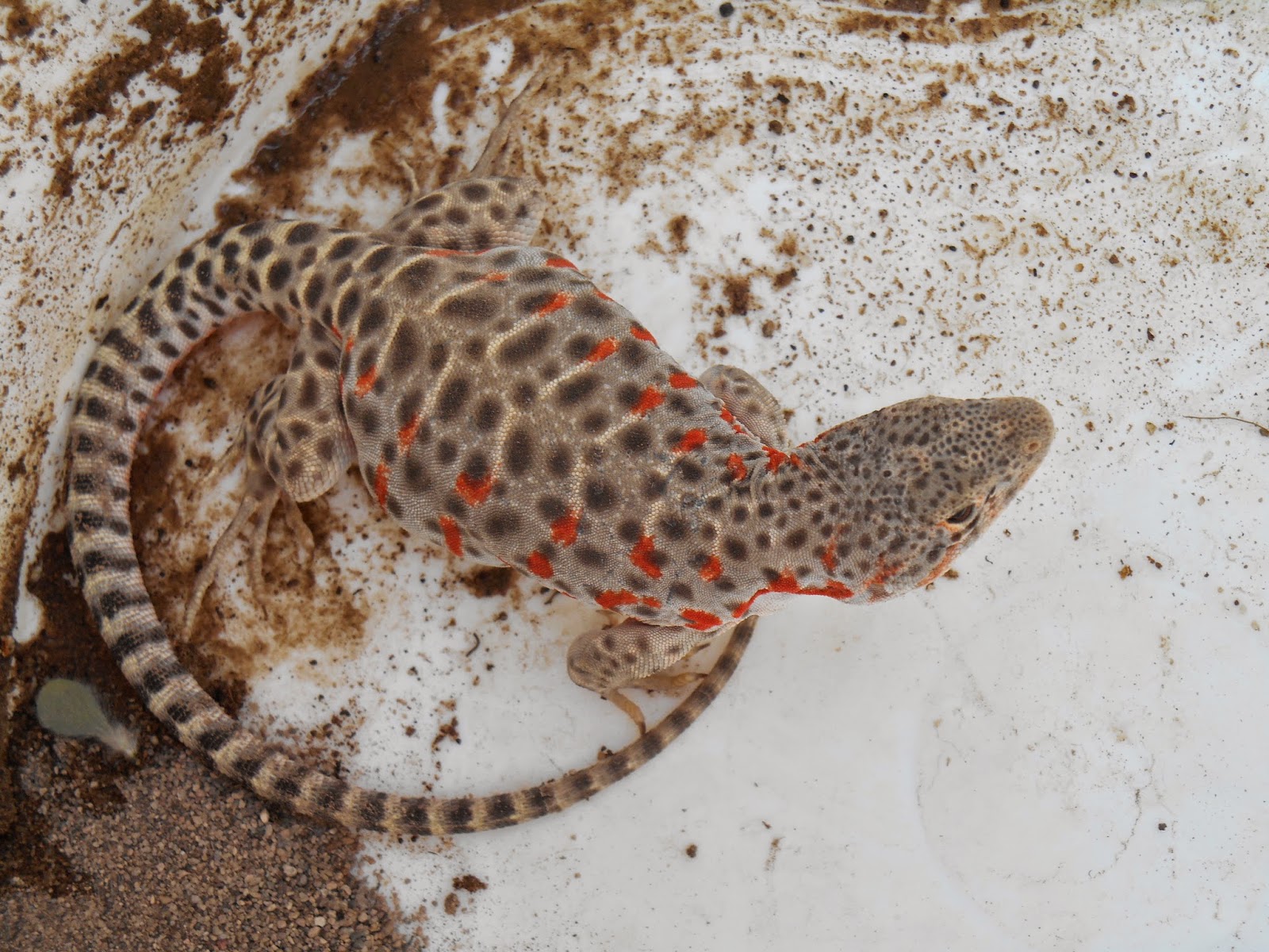 Cricket Song Farm Lizards can't swim