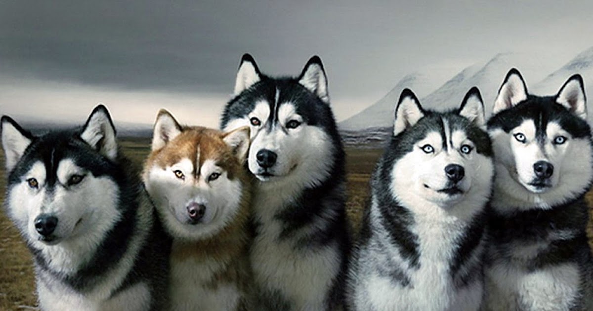 Razas de perros Husky Siberiano