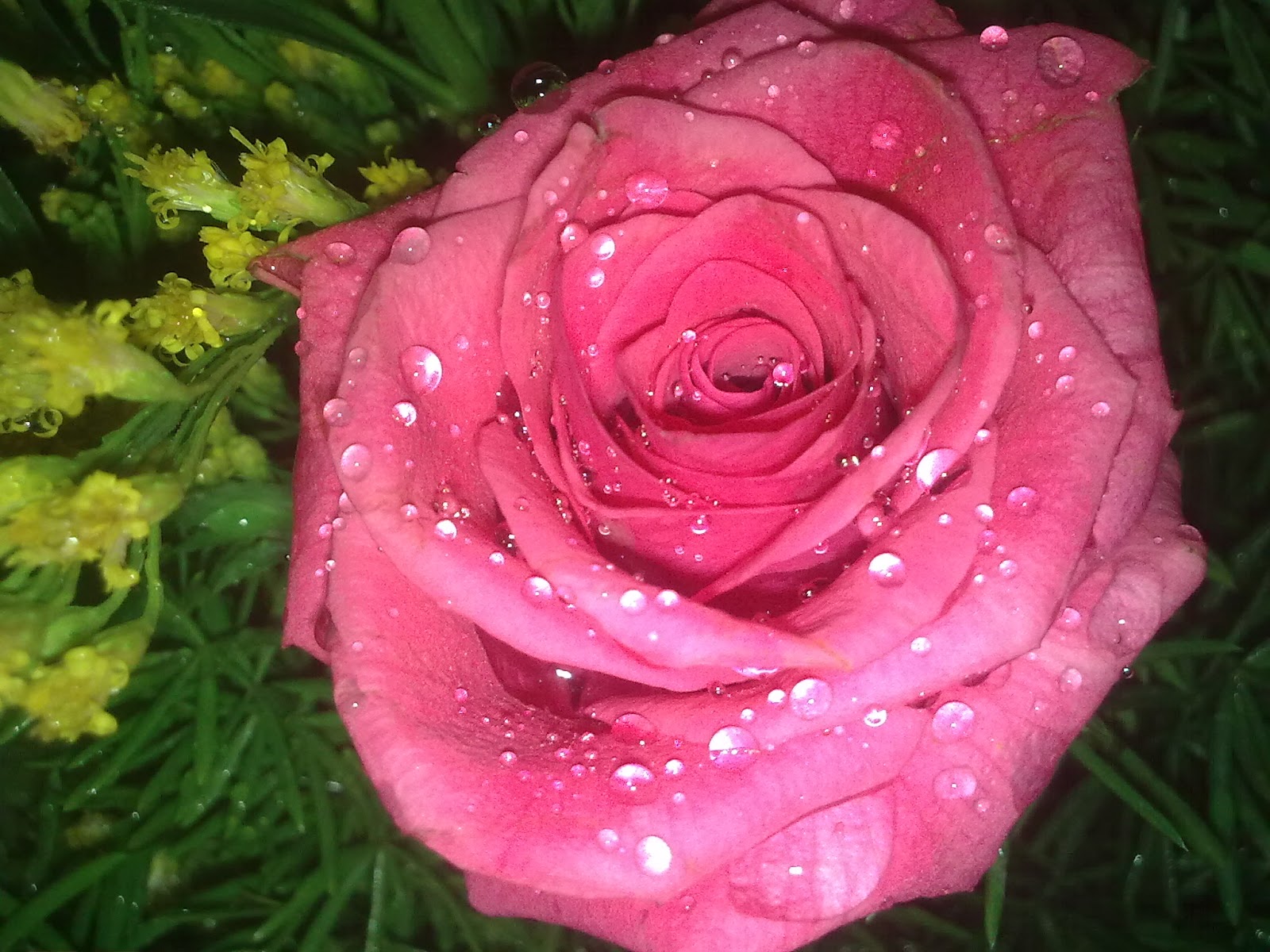 Most Beautiful Red Rose Flowers In The World