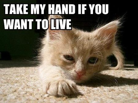 animal with captions, caption animals, lol animals, lolcats, funny animal caption pictures, funny animal pictures