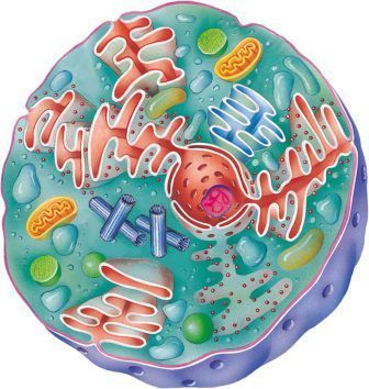 Resultado de imagen para BiologÃa celular o citologÃa