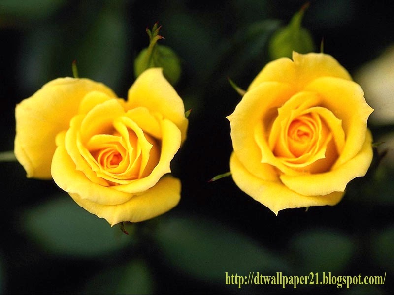Yellow Roses Pictures||Rose Flower pictures, roses, flower, background image